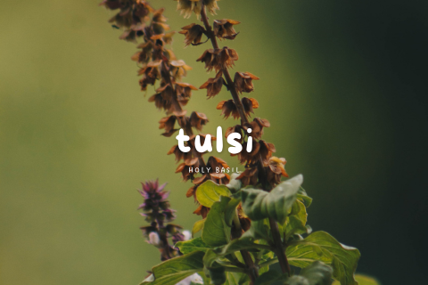 Tulsi: The Ayurvedic Gem That Will Revitalize Your Health, Mind, and Spirit!