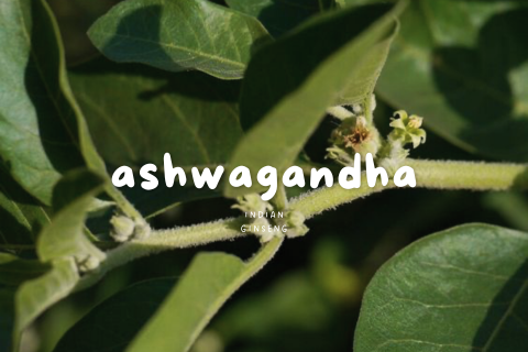 Unlock Unstoppable Energy and Calm with Ashwagandha – The Ancient Herb for Modern Healing!