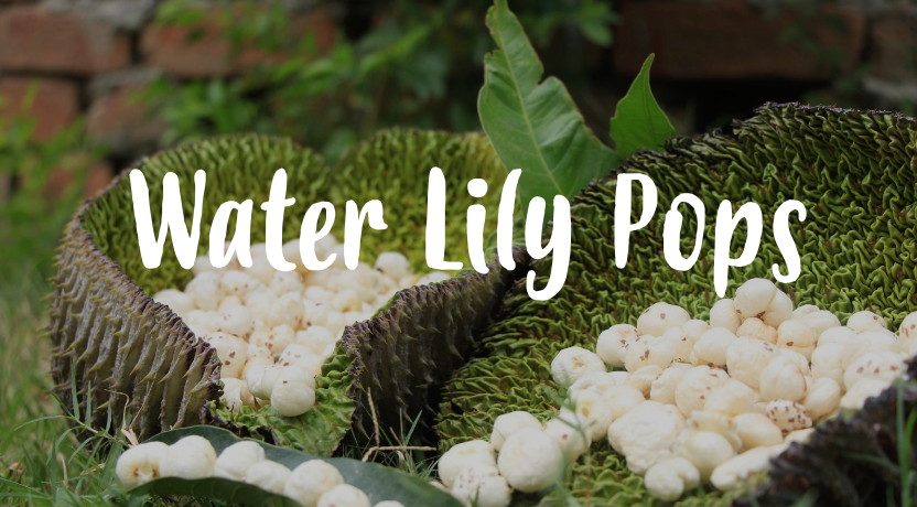 Water lily pops by zenko superfoods explains the benefits of euryale ferox and makhana