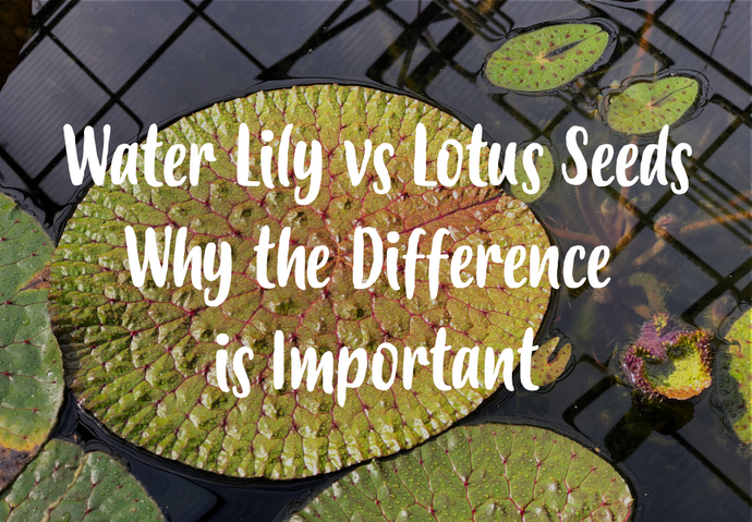 Water Lily vs Lotus seeds: Aren't they the same?