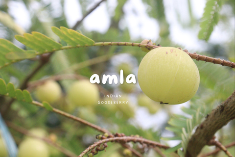 The Healing Power of Amla