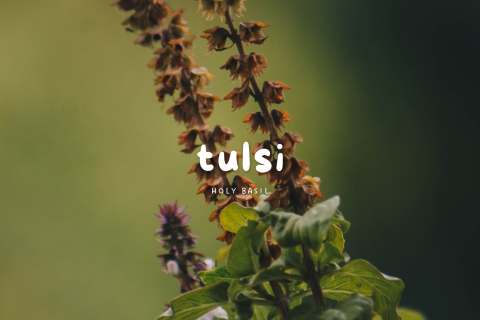 The Healing Power of Tulsi (Holy Basil)