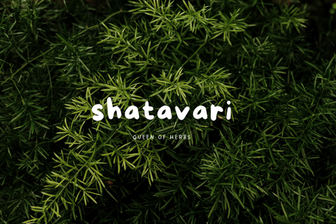 The Healing Power of Shatavari