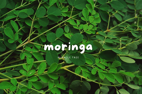 The Healing Power of Moringa