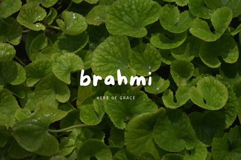 The Healing Power of Brahmi