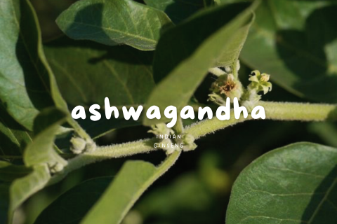 The Healing Power of Ashwagandha