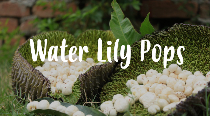 What are Water Lily Pops? (Makhana)