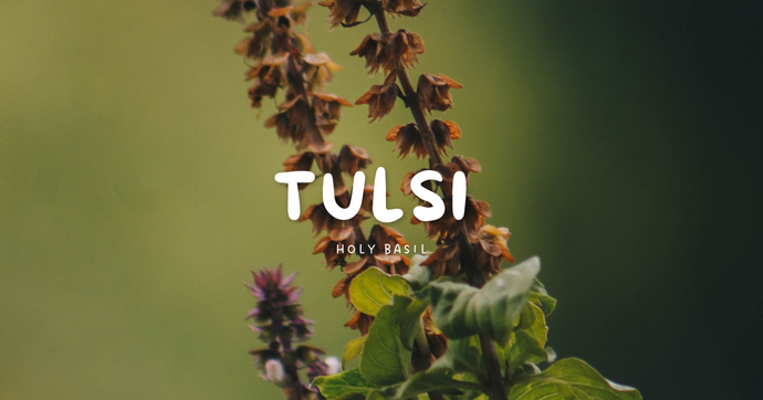 The Healing Power of Tulsi: An Ayurvedic Guide to Its Benefits