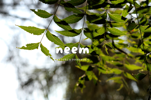 The Healing Power of Neem