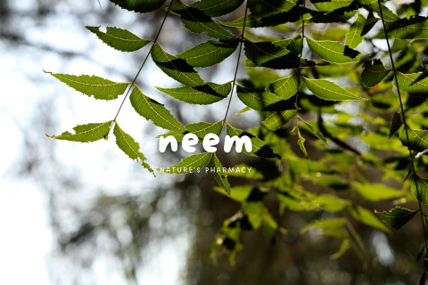 Unlock the Ancient Secrets of Neem – The Ultimate Natural Cure You Need!
